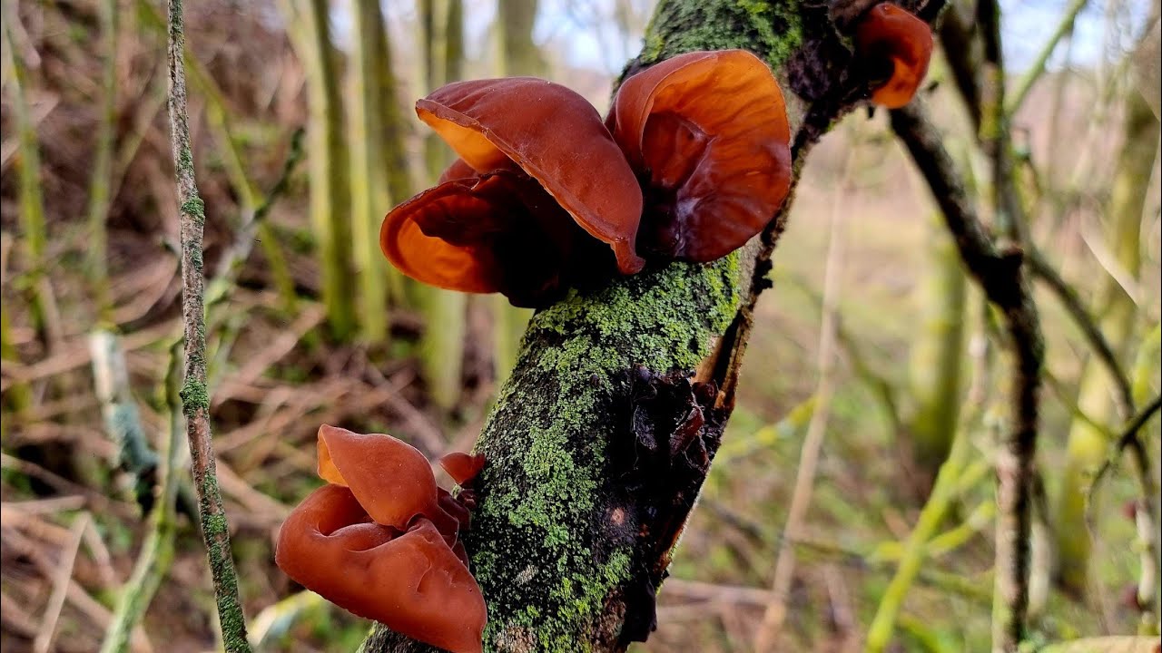 SETAS DE INVERNO EN EL BOSQUE 🍄 ENERO 2025 ❄️