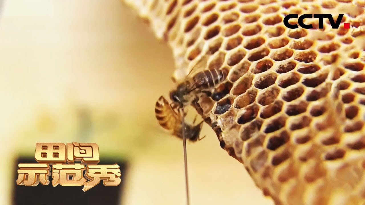 蜜蜂越养越少竟是因为打架？“蜜蜂大战”伤亡惨重！一瓶神秘液体让两群蜜蜂友好相处 | CCTV「田间示范秀」20210118