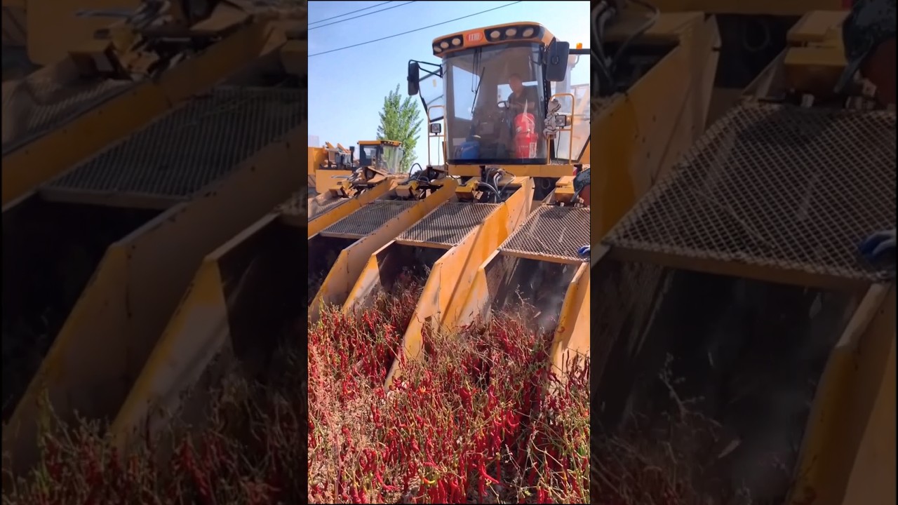 Modern Red Hot Chili Harvester #satisfying @RomFarm