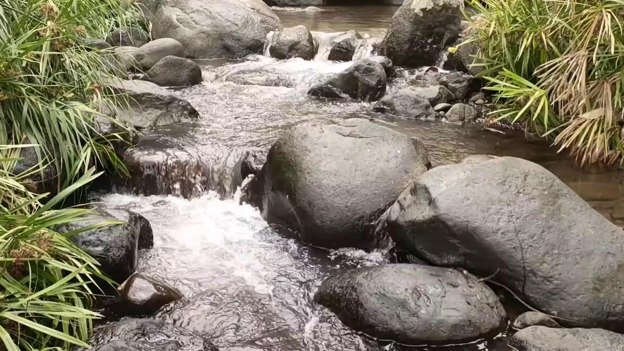 Forest River, Relaxing Nature Sounds l Sleep, Relax and Study Focus