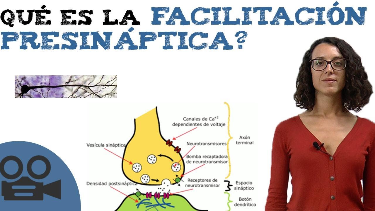 Qu&eacute; es la facilitaci&oacute;n presin&aacute;ptica