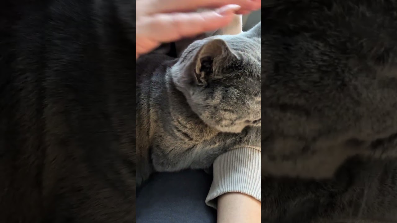 Мурлыканье кошки / Schnurren der Katze / Purring of a cat #лілі #lili
