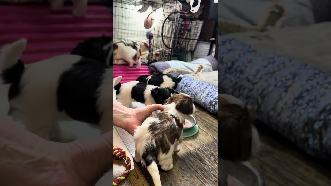 Emuna’s Biewer Terrier puppy 5 week update Feb 7 2026