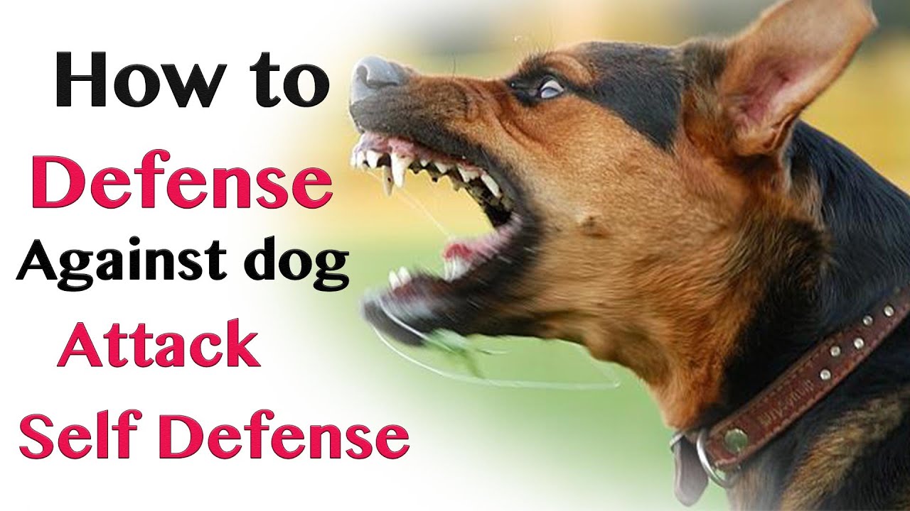 How to Defend against Dog Attack - Self Defence