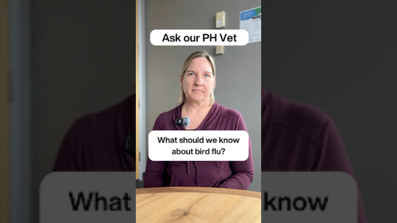 Bird flu &ndash; what you need to know