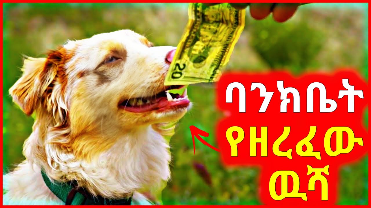 🔴ከባንክ 100 Million Birr የዘረፈው ዉሻ