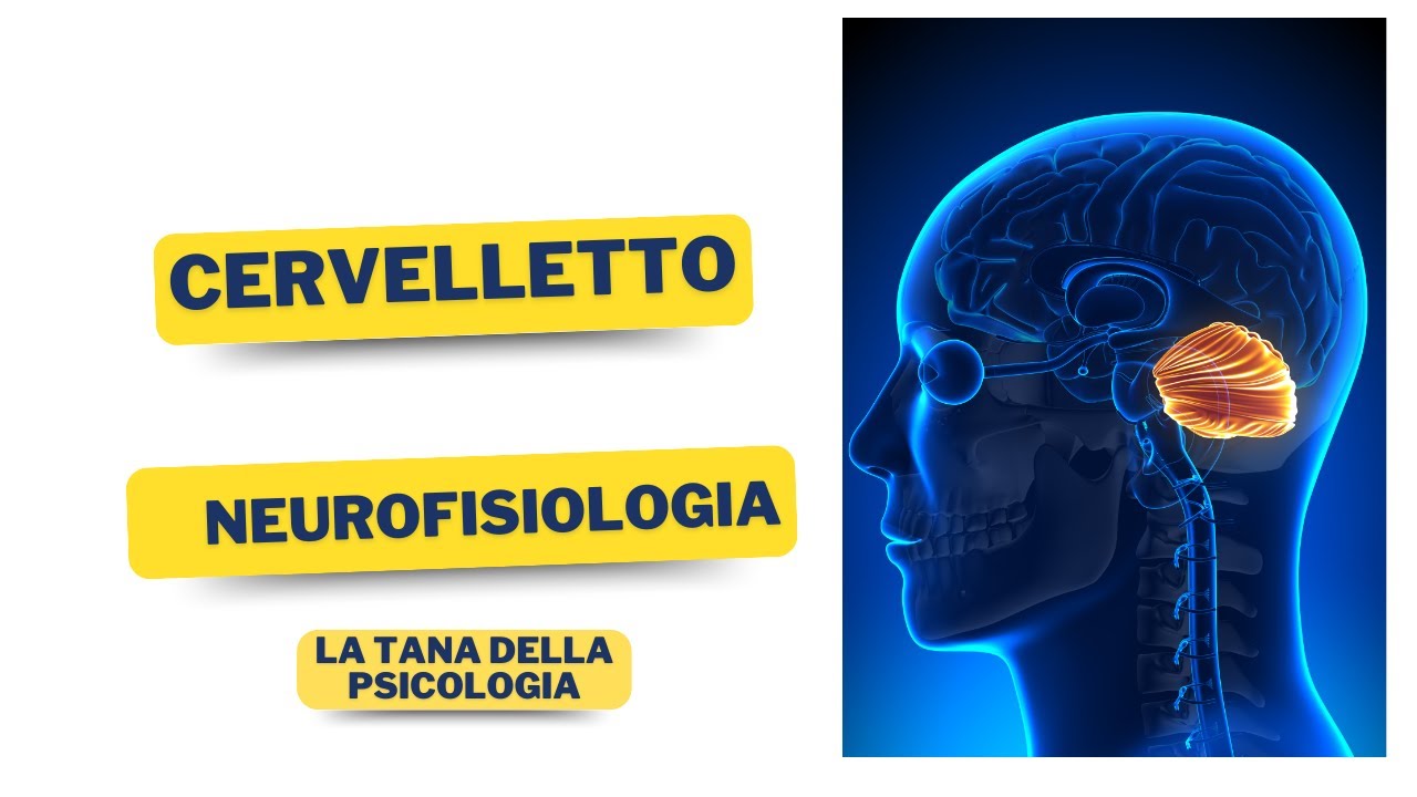 IL CERVELLETTO