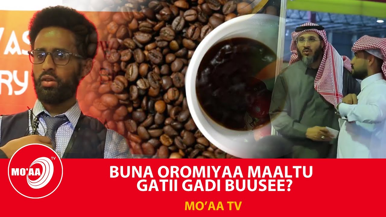 BUNA OROMIYAA MAALTU  GATII GADI BUUSEE? | BIZINASII MO'AA
