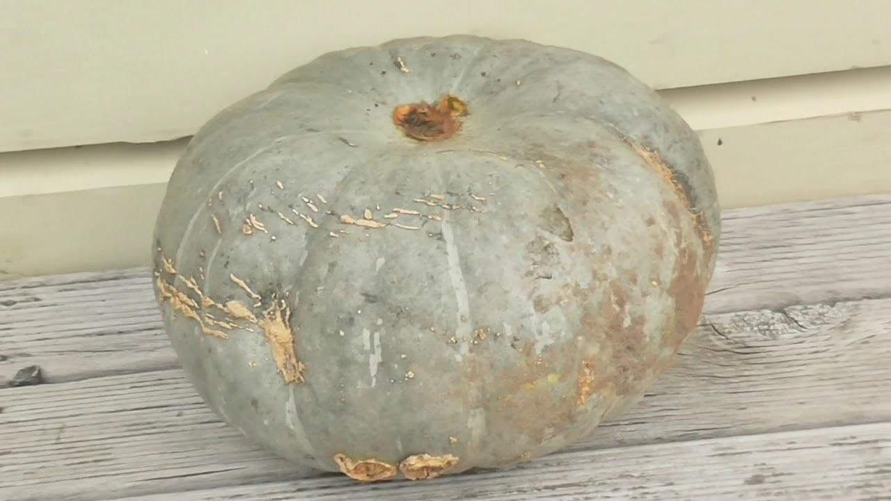 Large Pumpkin Song - 1hr Loop