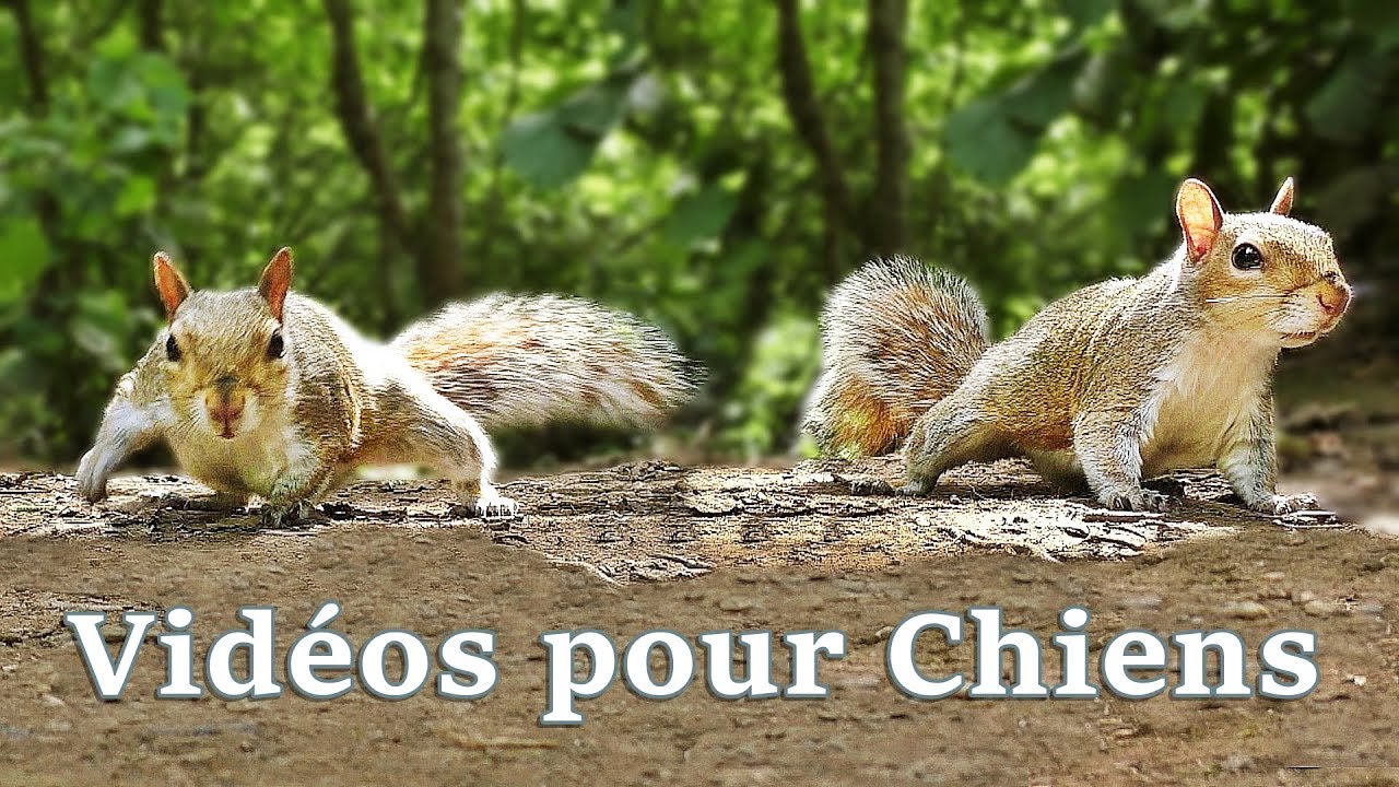 Vidéos pour Chiens : Videos for Dogs to Watch Squirrels ✅