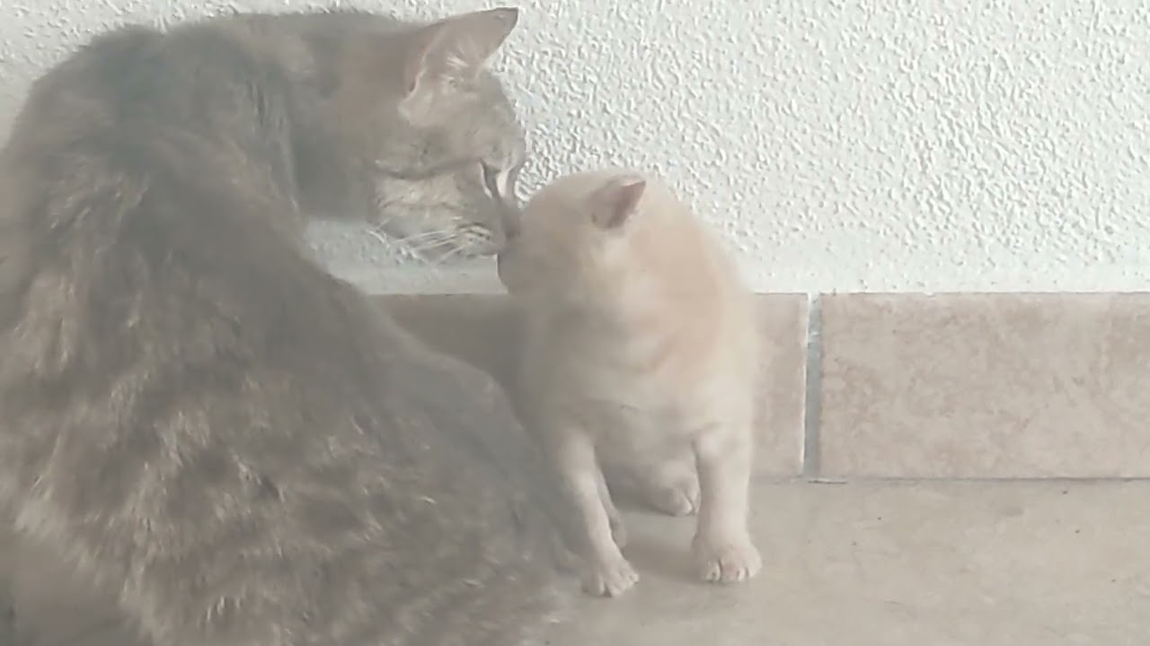 The new kitty who makes friends with her big sister