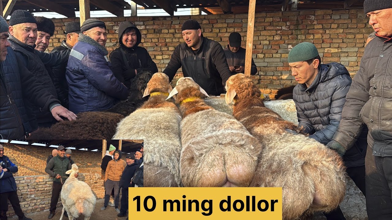Beshariq qoʻy bozori bugungi narhlar bilan tanishing 1.03.2026yil