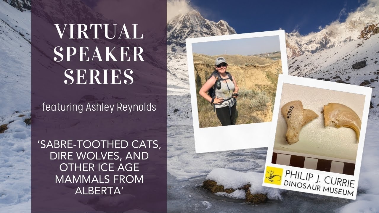 Ashley Reynolds 'Sabre-Toothed Cats, Dire Wolves, and other Ice Age Mammals from Alberta'