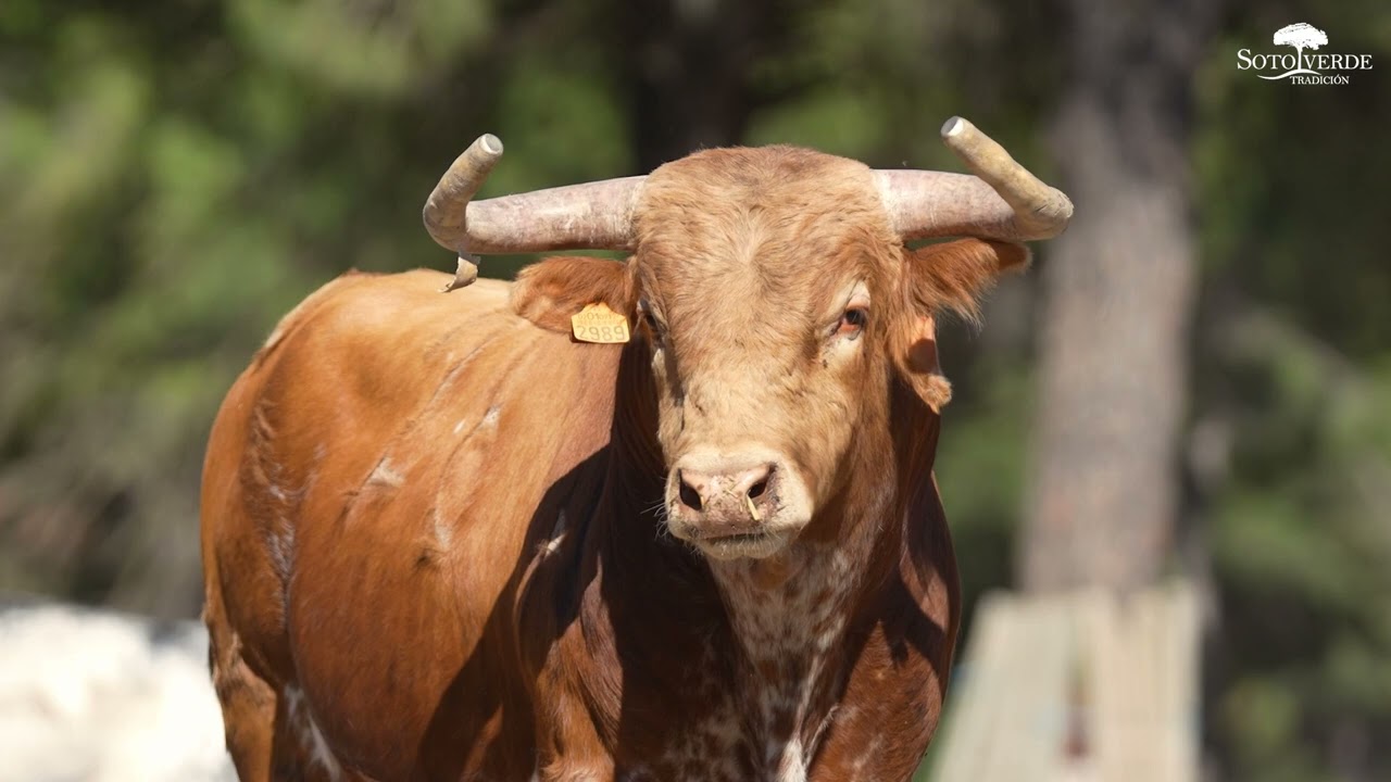 Toros Concurso de Cortes Tudela de Duero 2025