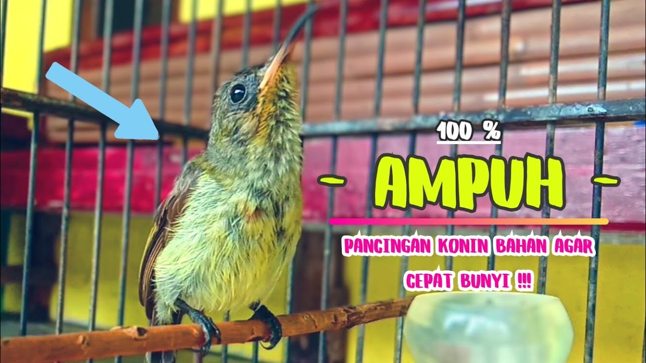 PANCINGAN KOLIBRI NINJA Bahan Agar Bunyi || MASTERAN Konin Agar Cepat Gacor || Part 10
