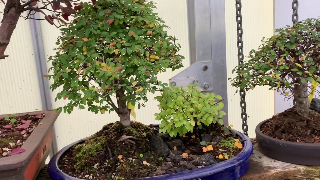 Why Your Bonsai has Yellow leaves in winter