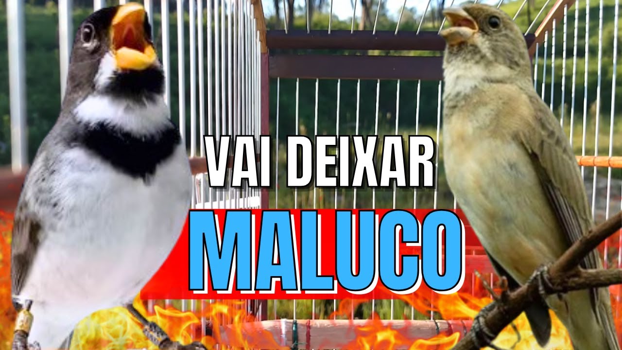 COLEIRO TUÍ-TUÍ COM FÊMEA CHAMANDO PARA ESQUENTAR COLEIRO FRIO E ENCARTE DE COLEIRO TUI TUI