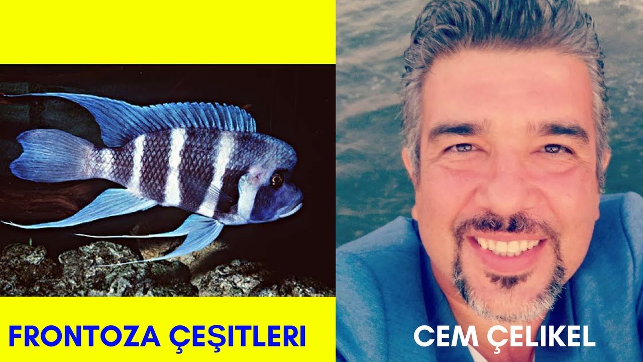 Frontoza Akvaryumu Nasıl Olmalı?!! (Ciklet Türleri Frontoza Brundi Kavalla Frontosa Frontoza Moba)