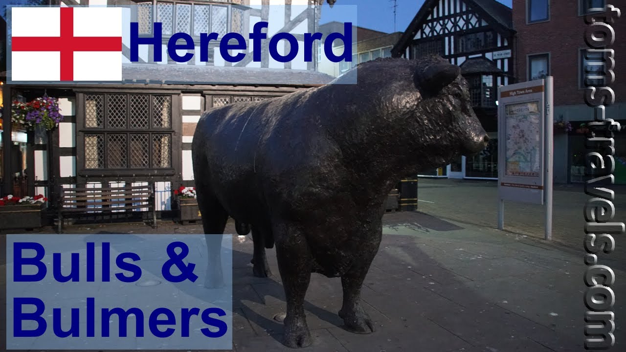Bulls and Bulmers...: Hereford [25x23]