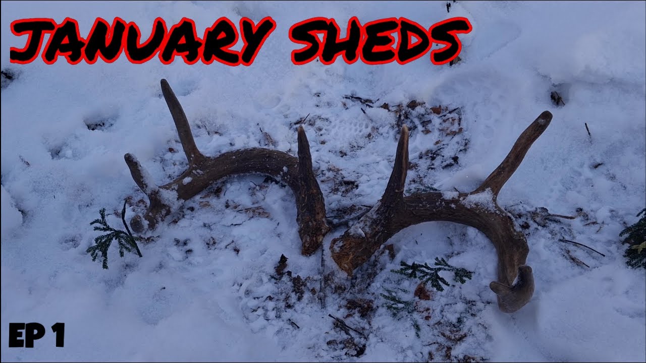 Shed Hunting Pennsylvania 2026 - Heavy Match Set!