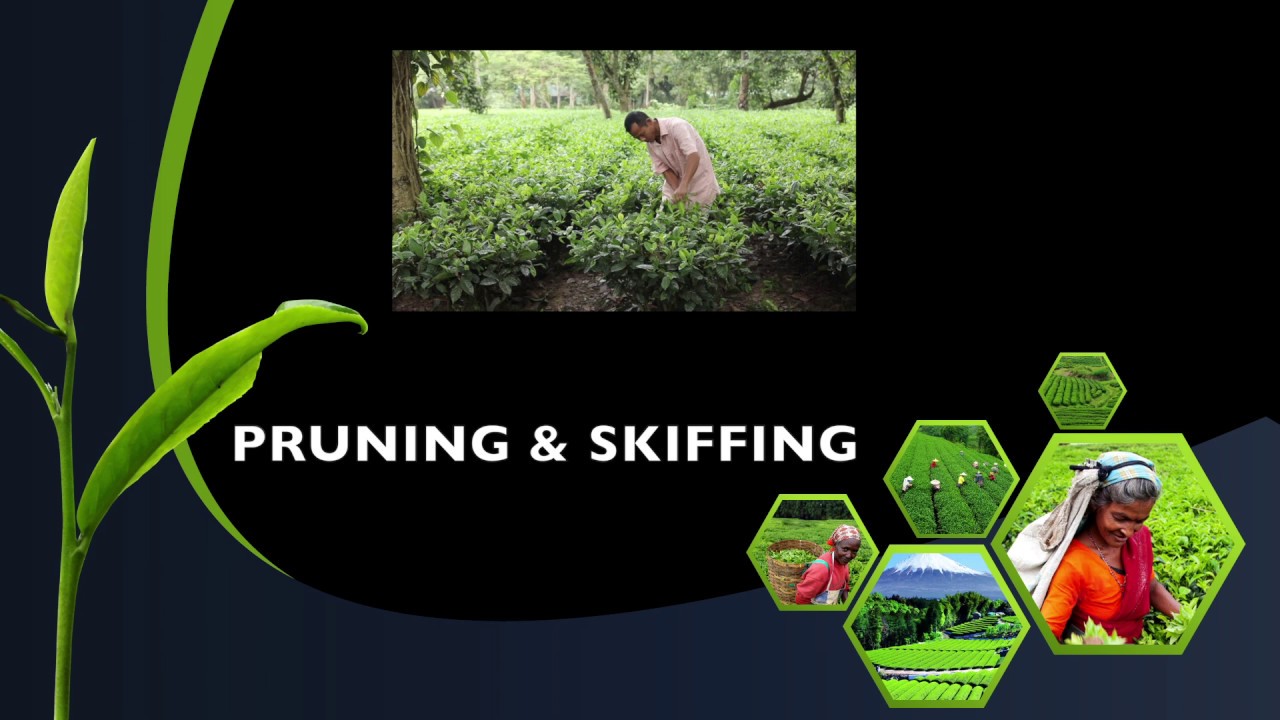 Pruning and Skiffing
