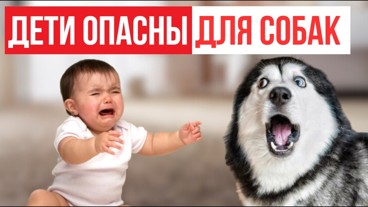 Собака и ребёнок: что нужно сделать ДО рождения