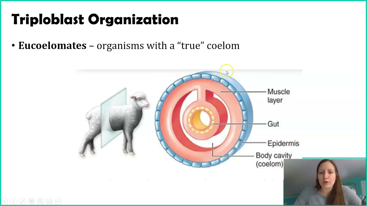 Classifying Animals: Germ Layers