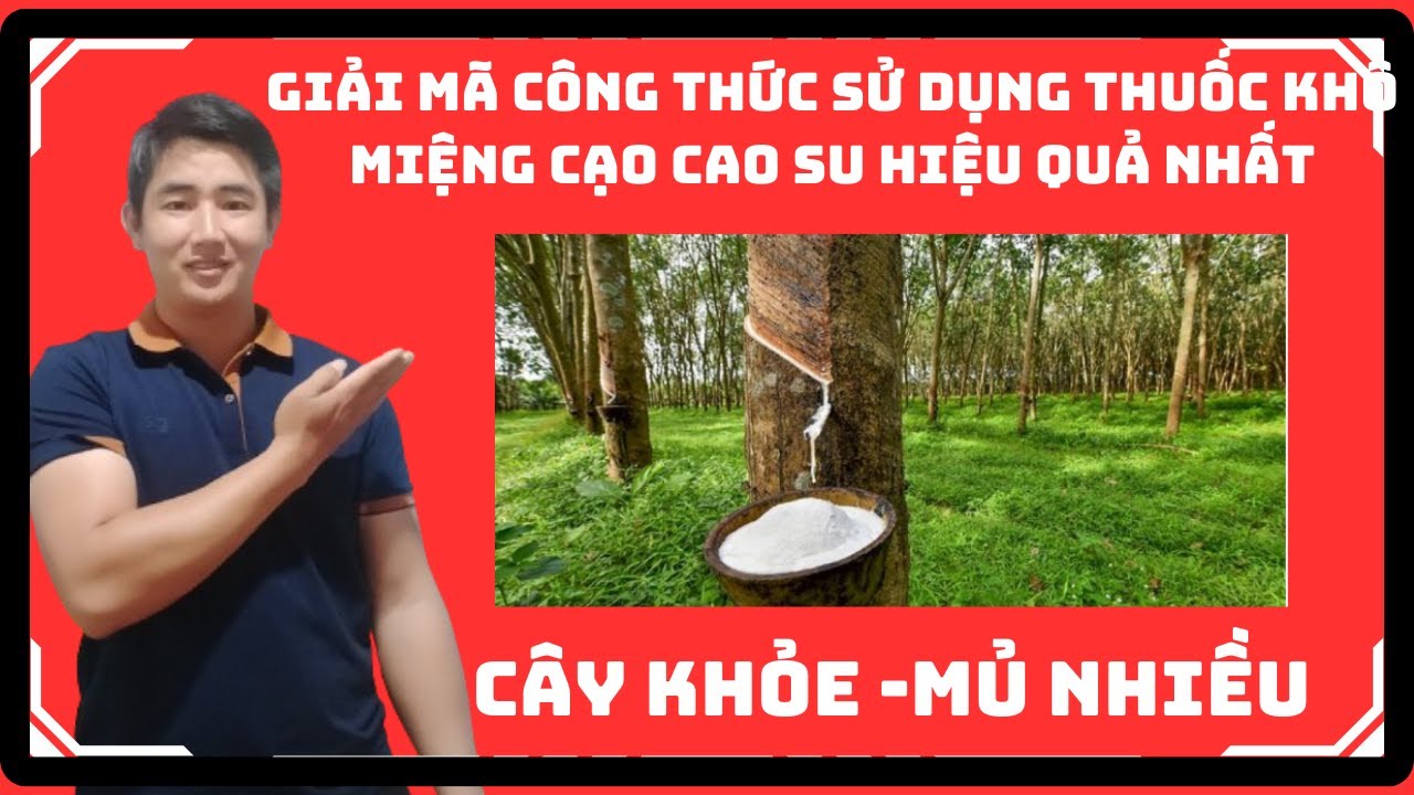 Giải mã công thức sử dụng thuốc khô miệng cạo cao su hiệu quả nhất