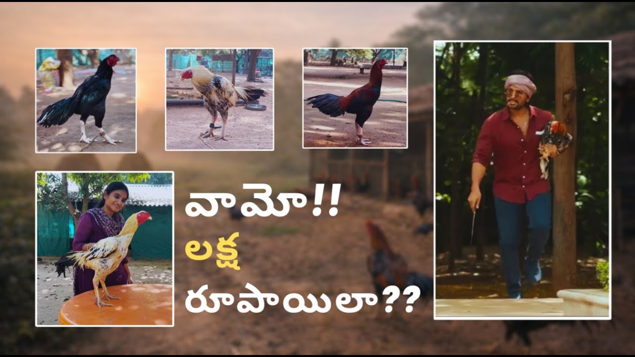 Pandem Kollu Names and Prices 2026 | Sankranti Special Breeds #madhuramay #pandemkollu  #kollapandem