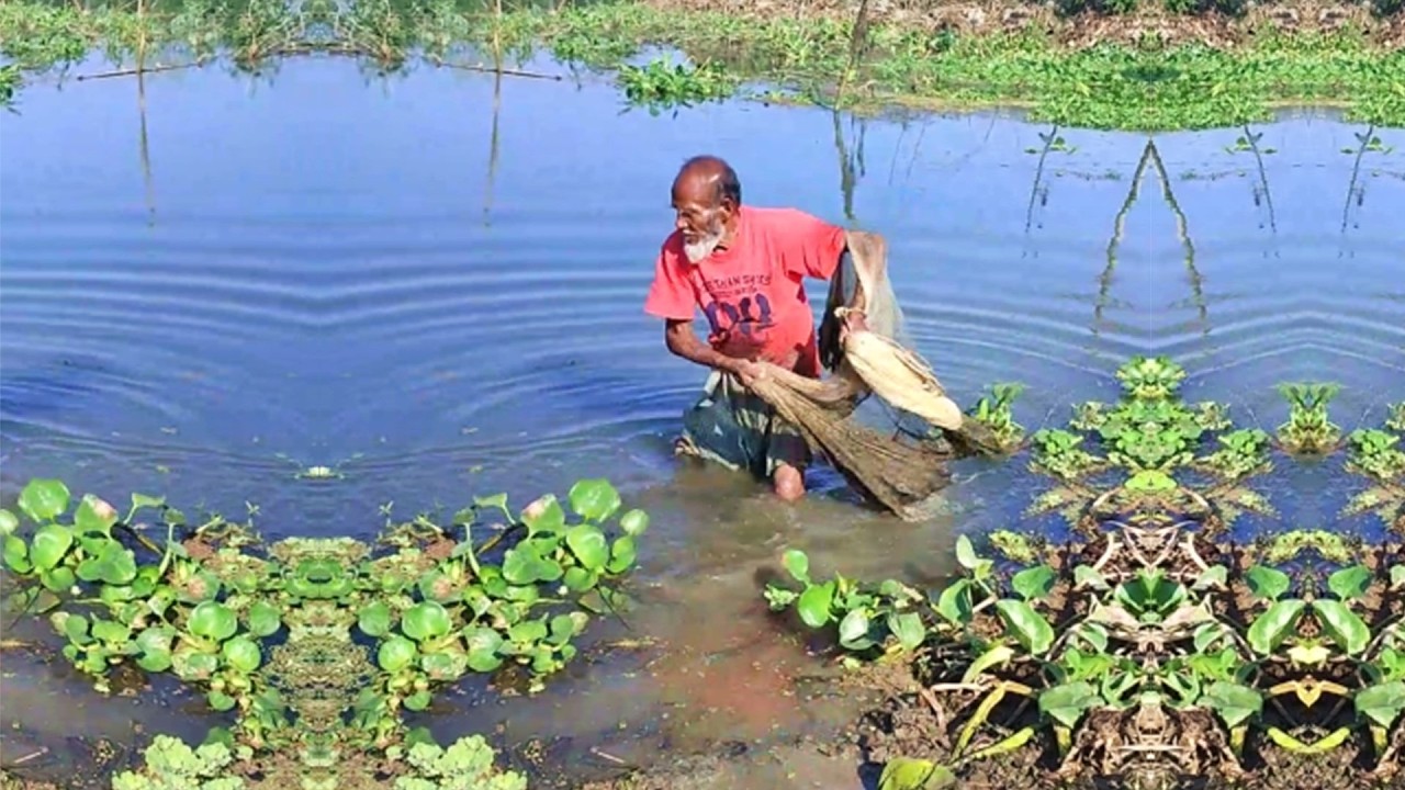 Traditional Net Fishing by Skilled Fisherman - Best Cast Net Fishing - Village Fishing Video