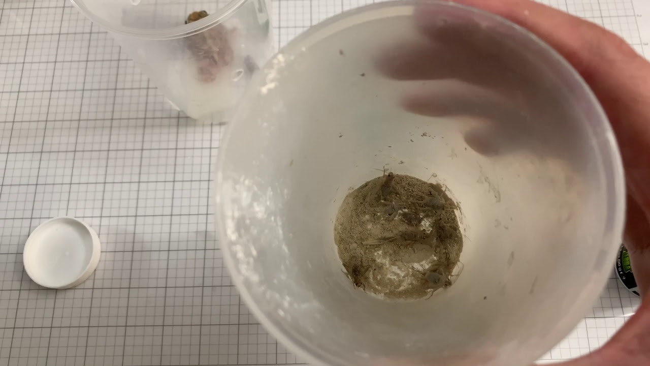How to Feed Pacman Frogs