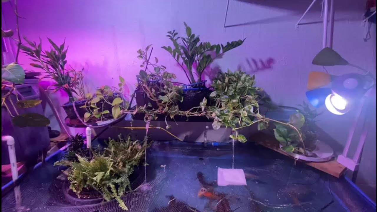 600 gallon indoor pond with diy filtration