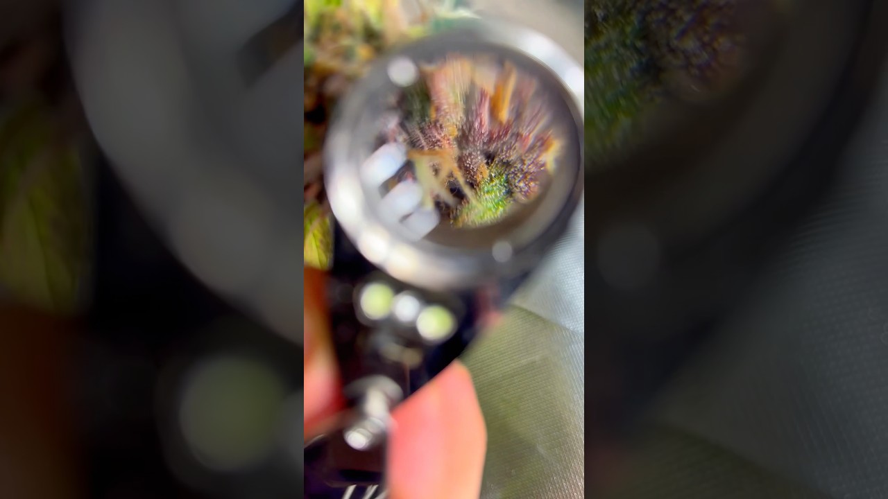 Lemon Cherry Cookies &ndash; Harvest Soon