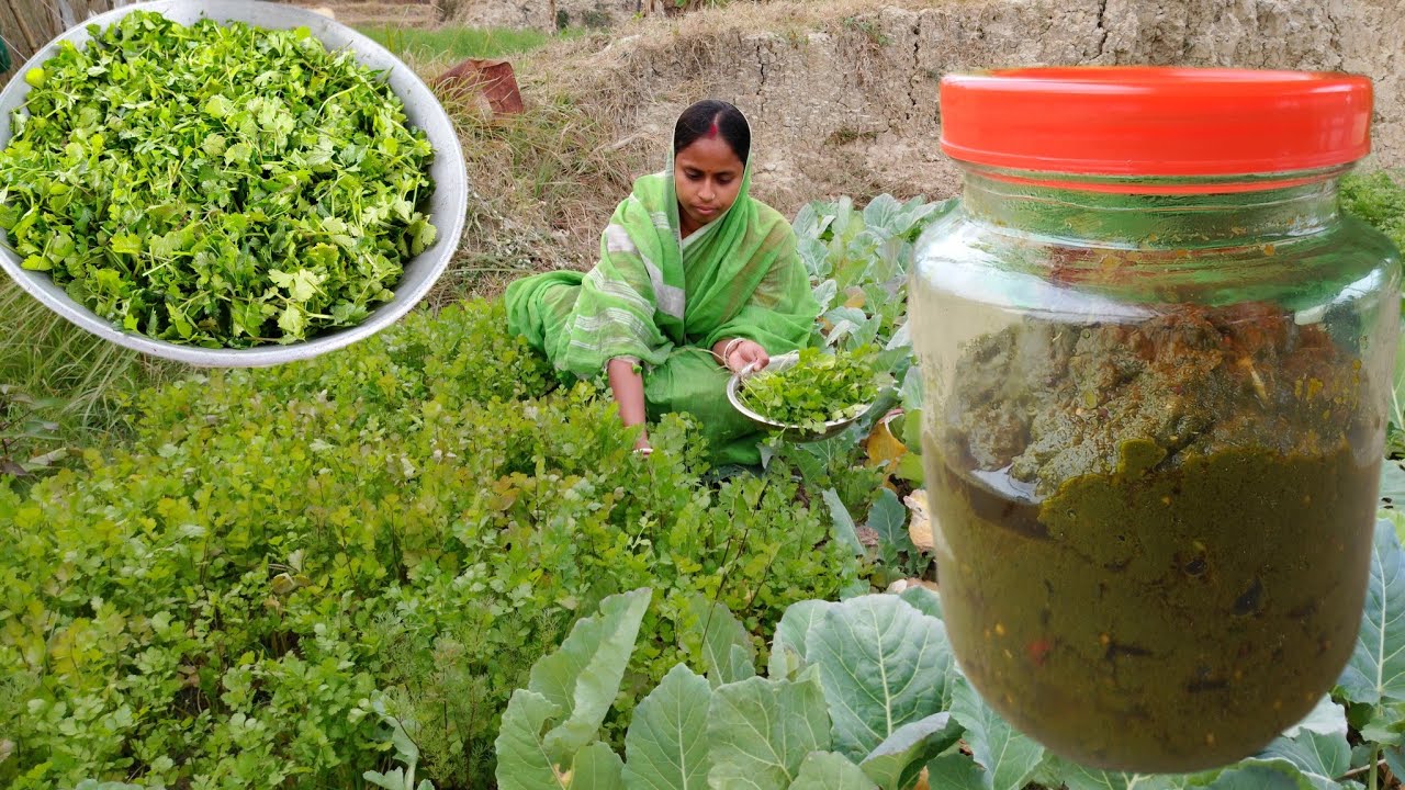 An incredibly delicious sweet and sour pickle made from coriander leaves, with year-round storage...