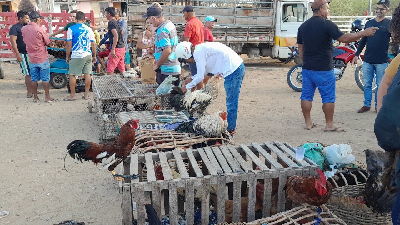 Feira de galinhas caipira e suínos em Santa Cruz do capibaribe Pernambuco 27/01/2026