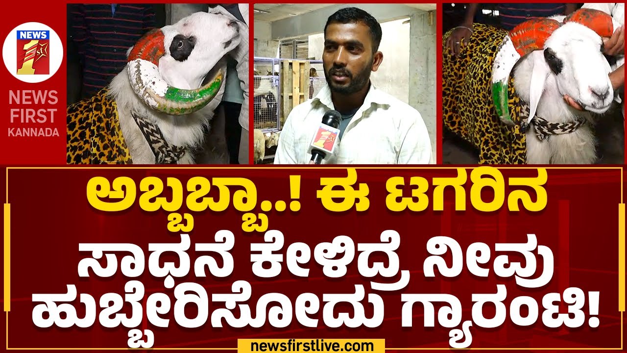 Bagalkote : ಈ ಟಗರಿನಿಂದ ಅದೃಷ್ಟ ಬದಲಾಗಿದ್ದೇಗೆ ಗೊತ್ತಾ? | 7 Star Sultan | Tagaru | @newsfirstkannada