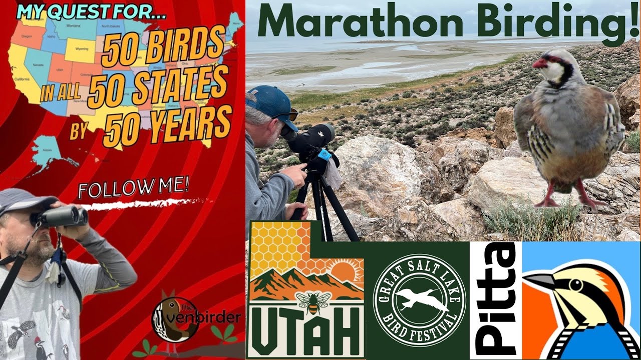 Marathon Birding in Utah - 50-50-50 Birding Challenge