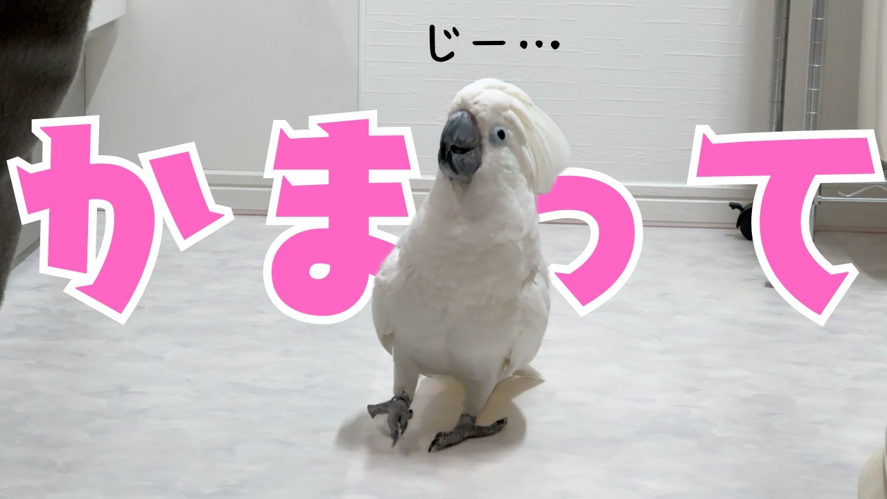 ママに構ってもらいたいオウムのアピールが可愛すぎる…ｗ