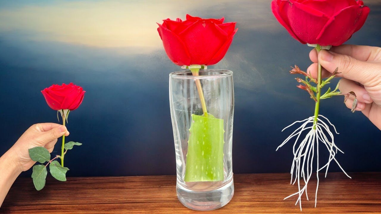 Just Aloe Vera! Roses Sprout and Grow 1000 Roots Overnight.