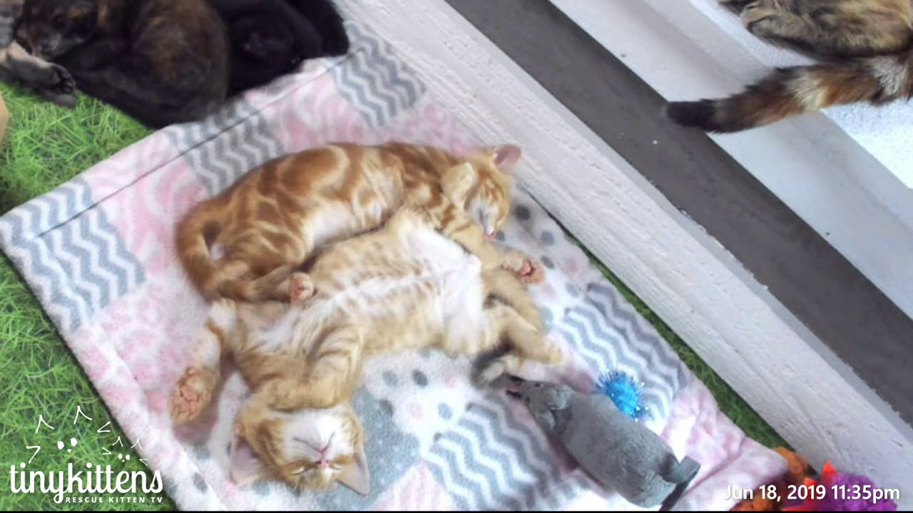 Extreme Grooting - TinyKittens.com
