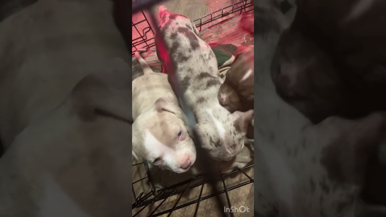 Dogs and puppies babies eat raw chicken 