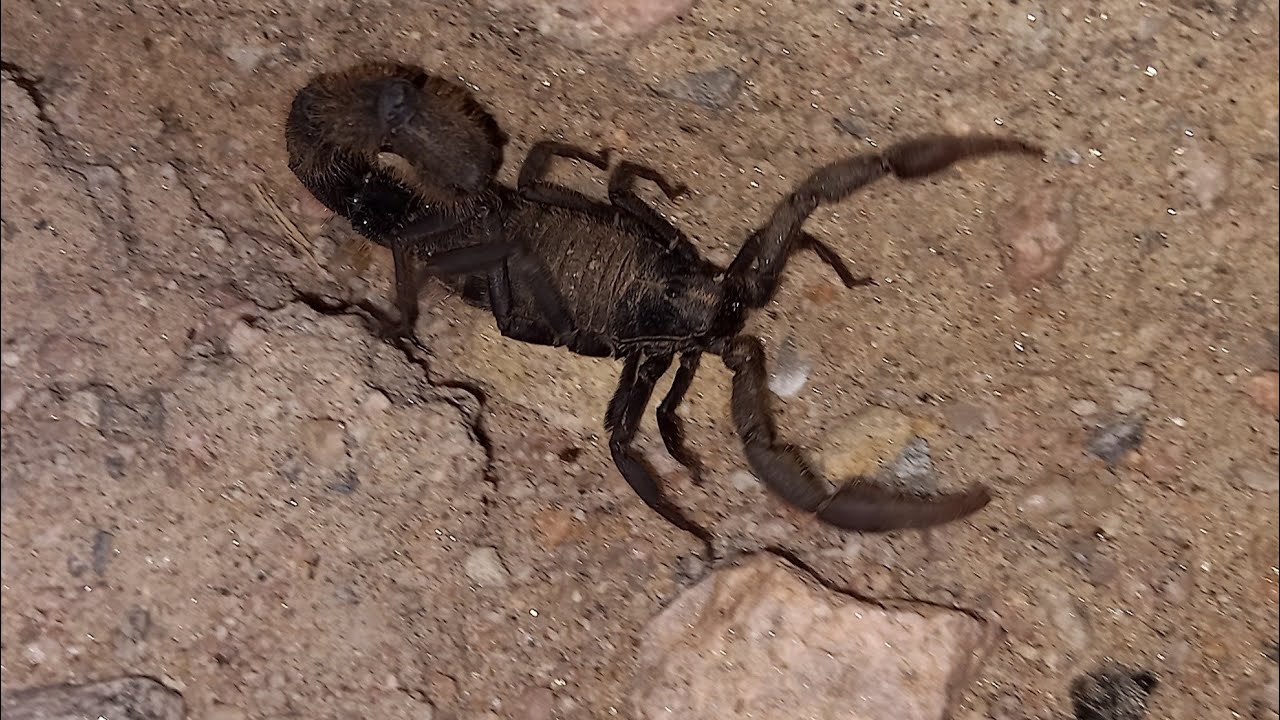 Angry thick tailed scorpion - Parabuthus villosus with an attitude.