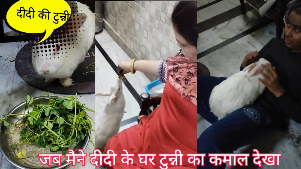 जब मे मेरी बहन के घर गई तो उनकी टुन्नी ( rabbit)के साथ की बहुत मस्ती, बहुत समझदार टुन्नी