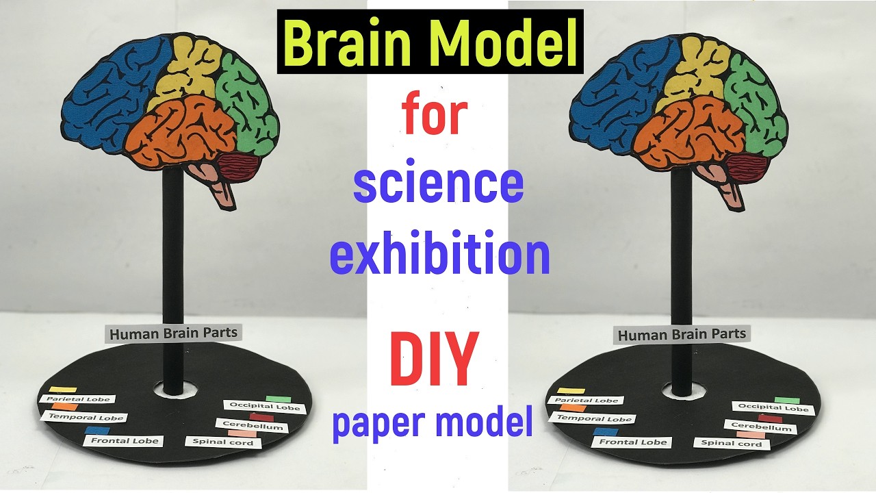 brain model for science exhibition - brain model project - brain model paper - diyas funplay