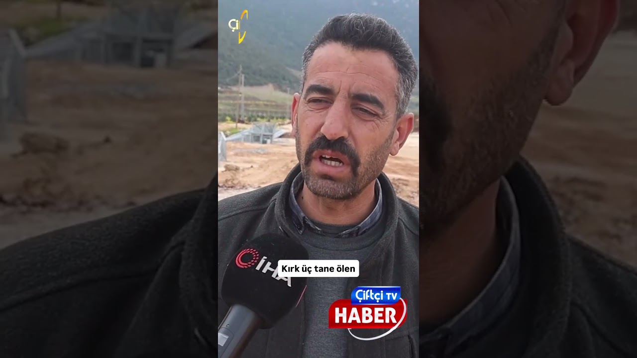 Akaryakıt karıştığı iddia edilen yağmur suyu birikintisinden su içen 43 küçükbaş hayvan telef oldu