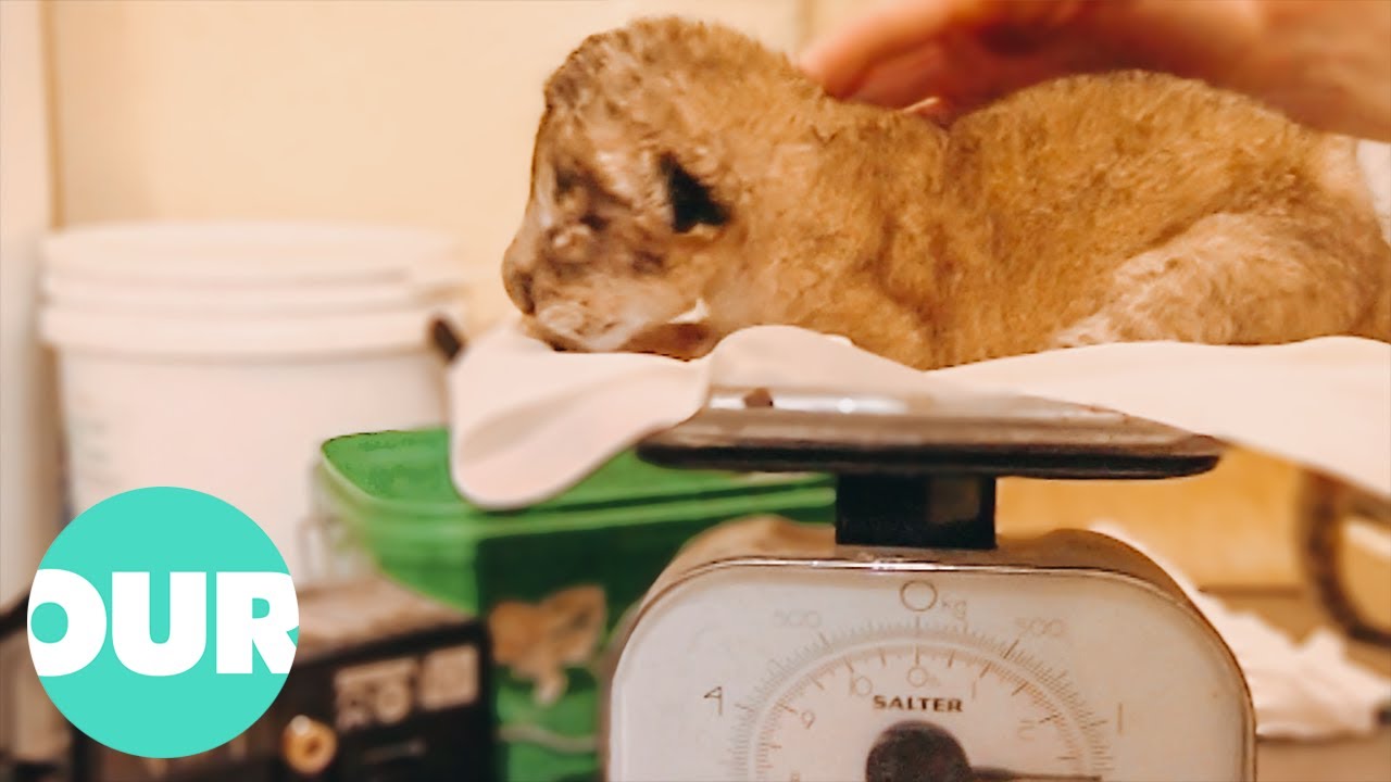 Zookeepers Make Tough Choice Over Lion Cubs Future | Zoo Days | Our World