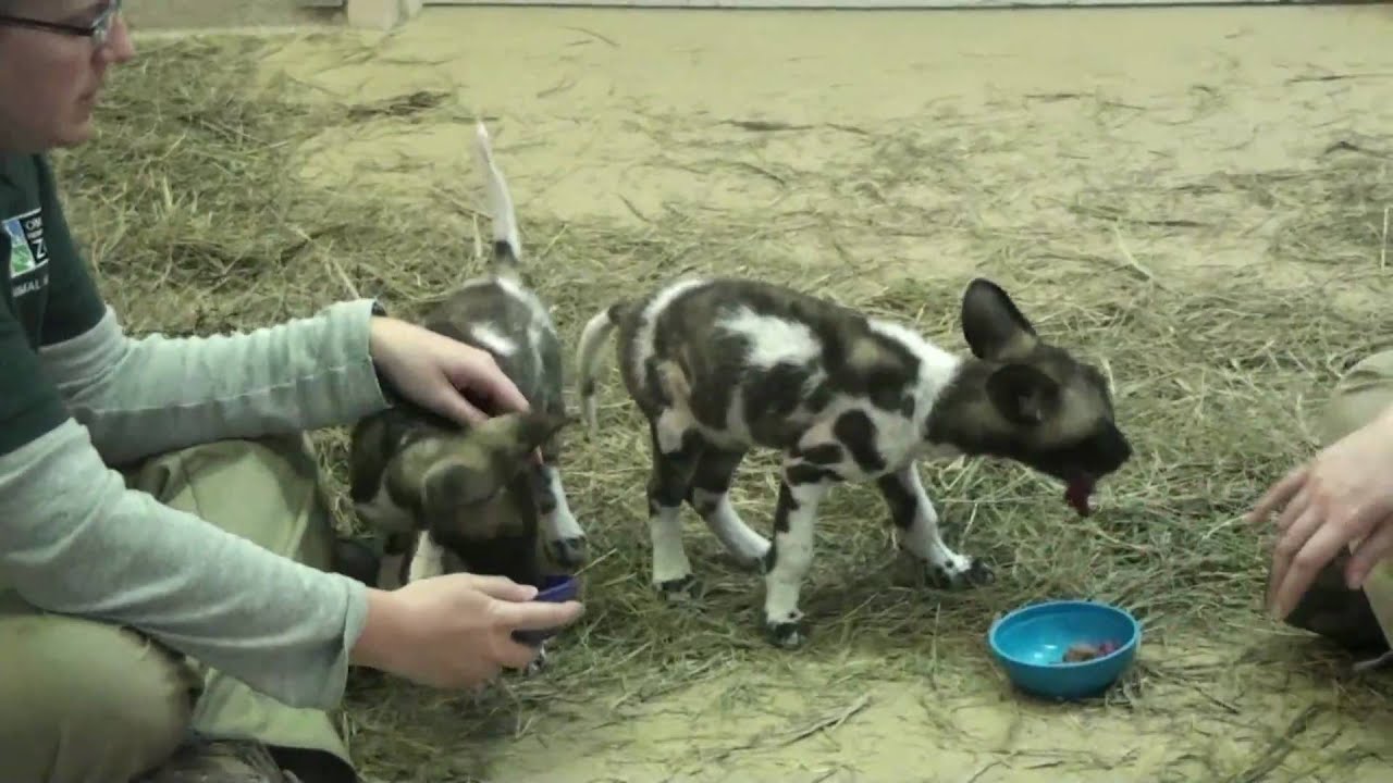 african wild dog pups at feeding.mp4
