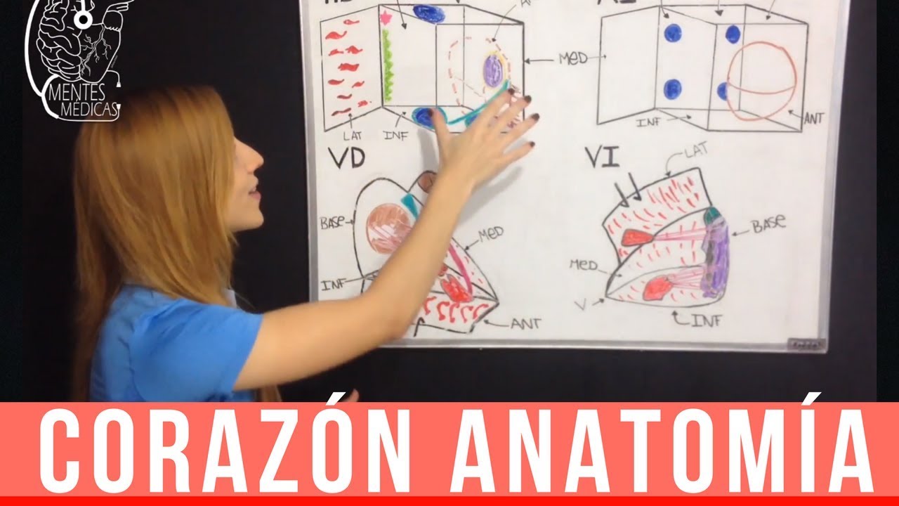 Corazón Anatomía: Configuración Interna ¡Fácil Explicación!  | Mentes Médicas