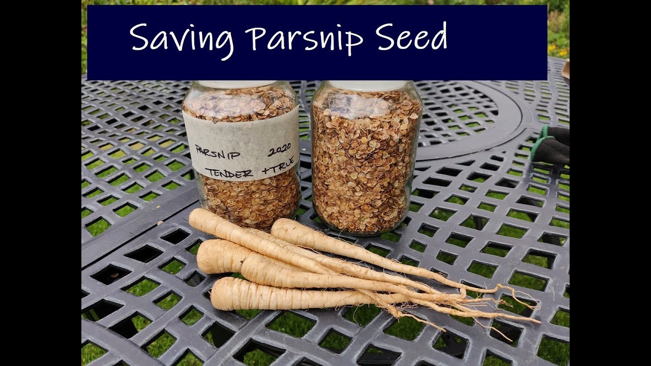 How to save your own seed (& grow parsnips)