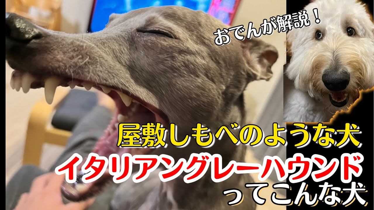 屋敷しもべのような犬！イタリアングレーハウンドってこんな犬